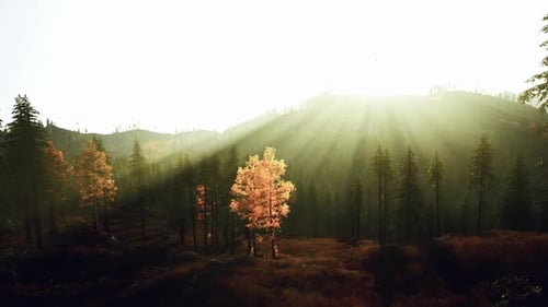 La lumière matinale met en valeur un arbre d'automne solitaire et une vallée brumeuse