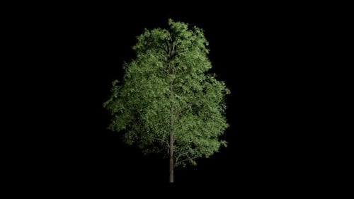 Realistic Green Tree Swaying with Wind