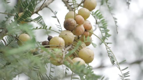 Bountiful Amla Orchard A Glimpse into the Rich Harvest