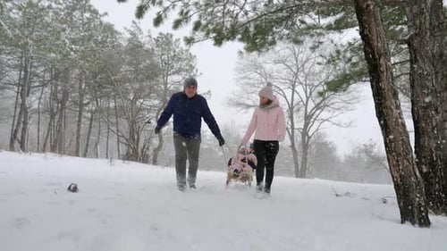 Family Sledding Together in a Snowy Winter Forest