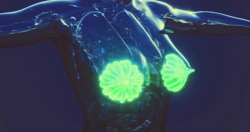 Detailed Representation of Human Mammary Glands and Their Anatomy in 3D