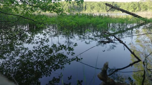 ein See, das Spiegelbild der Bäume im stillen Wasser und die Bewegung des Wassers