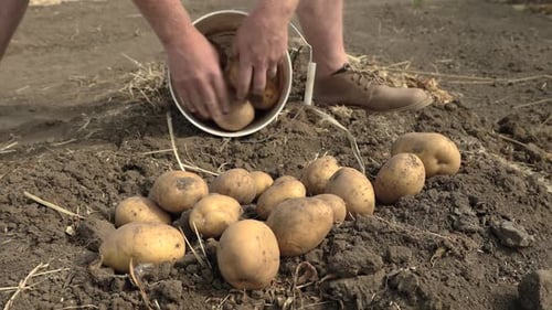 Harvesting Fresh Organic Potatoes From The Garden Soil Into Buckets