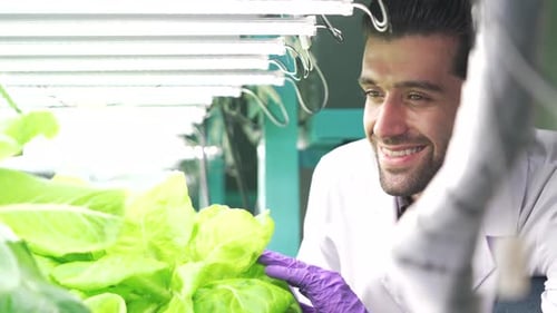 Scientist Tending Hydroponic Lettuce Indoors Under Grow Lights