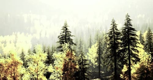 Forest Landscape with Autumn Foliage and Misty Mountain Backdrop in Soft Light