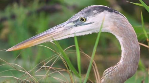 great blue heron bird portrait with foliage close up