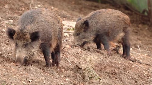 Two Wild Boars Foraging and Digging for Food in Natural Forest Habitat