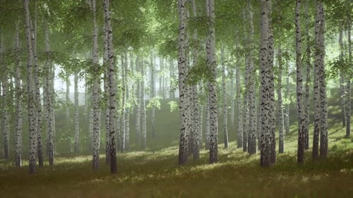 Sunrise or Sunset in a Spring Birch Forest with Rays of Sun Shining