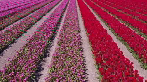 Aerial view of tulip fields with windmill, Netherlands.