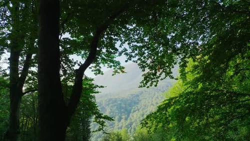 Inside a green forest