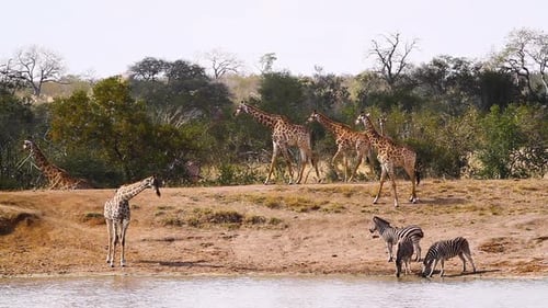 Giraffe and plains zebras in Kruger National park, South Africa