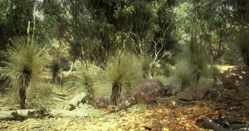 Australian Bush Landscape with Grass Trees and Sandy Ground