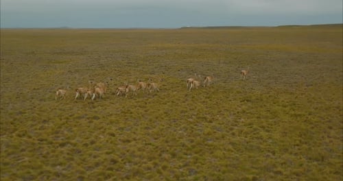 Gorgeous drone shot tracking over a herd of alpacas sauntering through the grasslands of Argentina