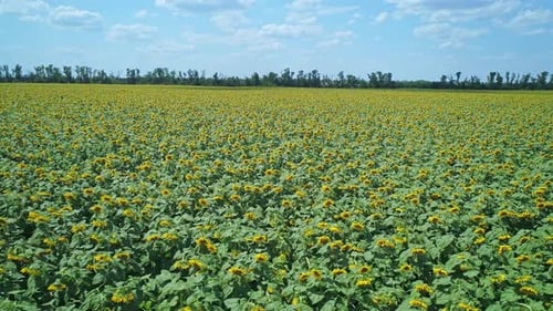Aerial Over Beautiful Blooming Sunflower Field Picturesque Summer Scenery