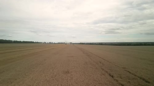 Wheat field aerial view in Ukraine