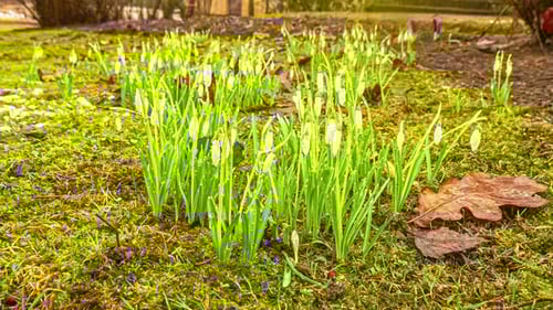 Timelapse Of Snowdrops. Changing Season - Winter Turns Into Spring Quickly.