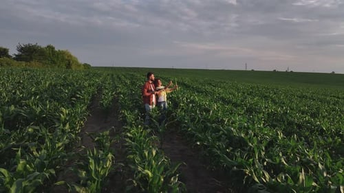 Standing, conception of quality control. Man and woman are on the corn agricultural field.