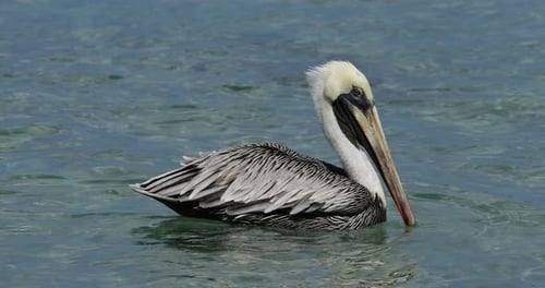 Brown pelican (Pelecanus occidentalis), Guadeloupe, french caribbean islands
