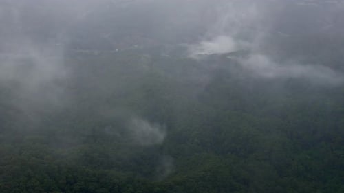 Rainforest jungle forest, aerial viewpoint time-lapse fog covered early morning