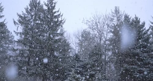 Starker Schneefall auf dem Hintergrund der Bäume