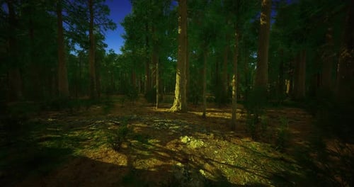 Sunlight Filtering Through Tall Trees in a Peaceful Forest Landscape