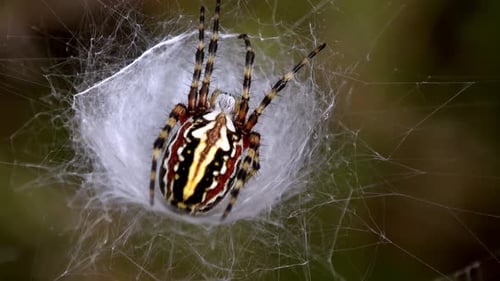 Spider Sitting Inside Web in Natural Habitat