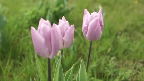 blooming tulips on green grass
