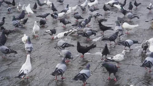 A flock of pigeons gathered in mass numbers feeding on food 0024