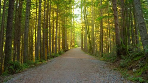Moving Through the Lush Green Forest Along the Path Stunning Canadian Nature