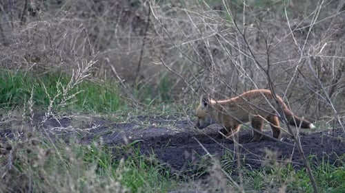 Baby Red Fox runs up to another as it is digging