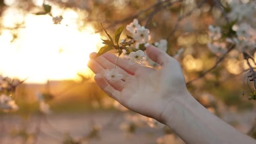 Hand Touching White Tree Blossoms at Sunrise