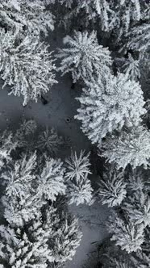 Aerial View of a Stunningly Beautiful SnowCovered Forest Enclosed By the Majestic Wilderness
