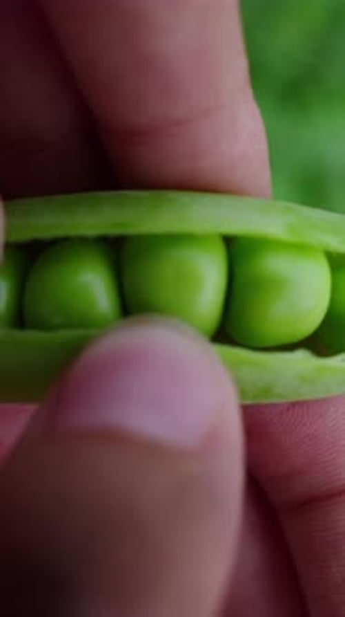 Harvesting Fresh Green Peas From the Garden While Enjoying a Sunny Afternoon Outdoors