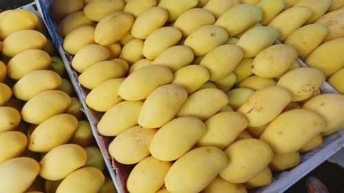 Yellow mango on stall at street market