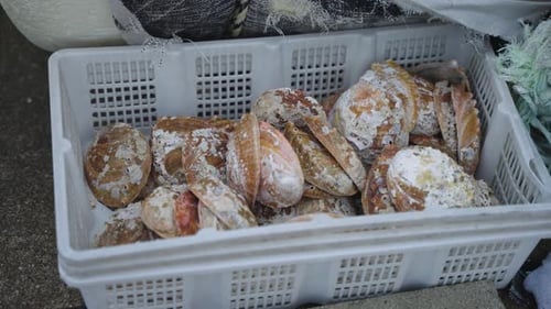 „Awabi“ -Abalone-Muscheln im Fangkorb in Marina, Toba, Präfektur Mie, Japan