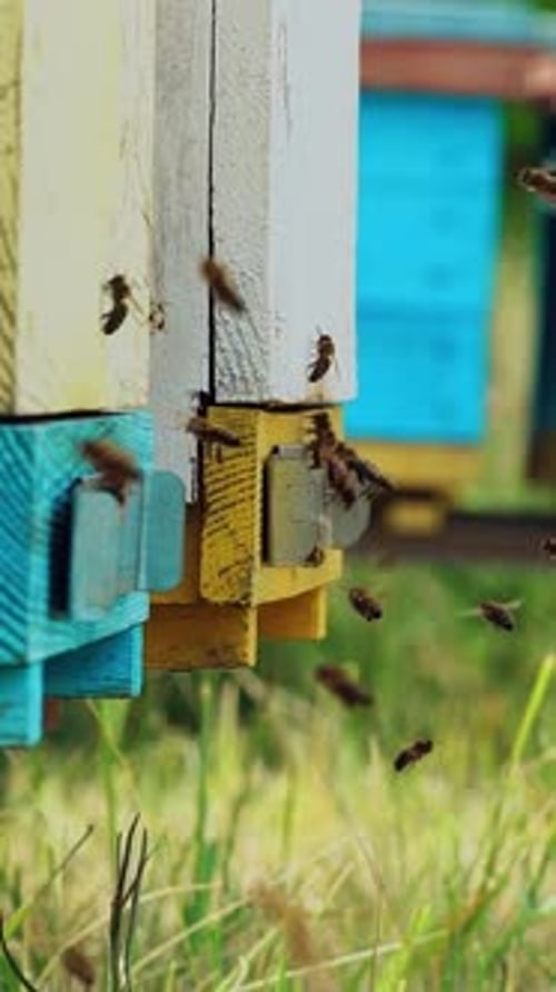 Close up view of the working bees. Amazing and frenetic swarm activity with structure entranc