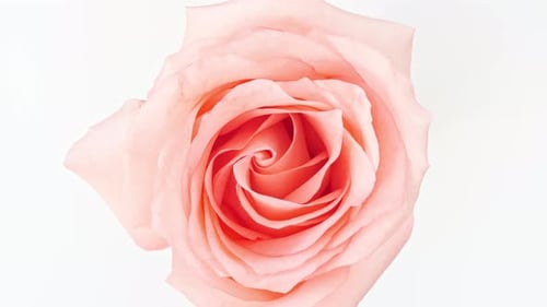 Close Up of a Beautiful Pink Rose