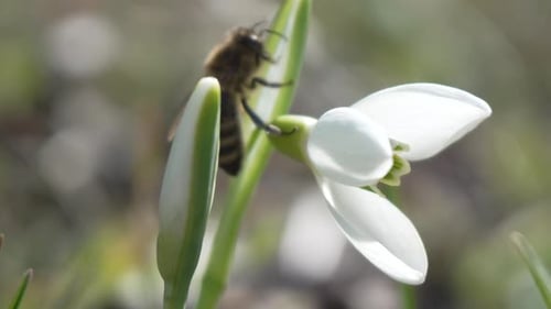 Biene bestäubt Schneeglöckchen im frühen Frühling im Wald Schneeglöckchen Blume Frühling Honigbiene Apis