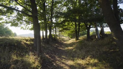 A Walk Down a Pathway Through a Rural Area with Trees on a Sunny Day