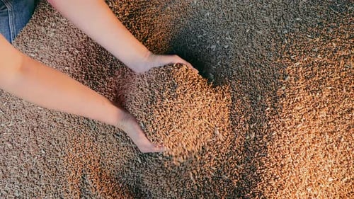 Hands Releasing Grain in Rural Setting