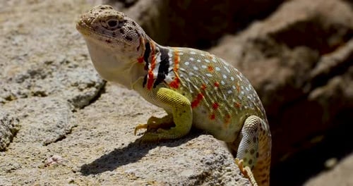 Collared Lizard Resting on Rock
