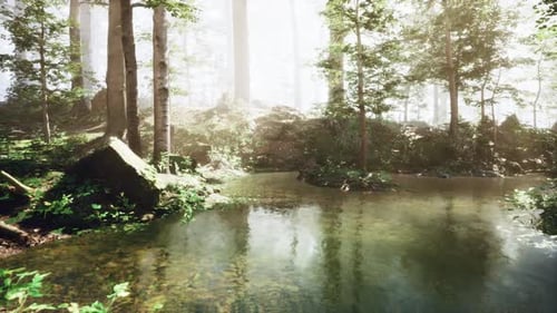 A Pond Surrounded By Trees in a Forest
