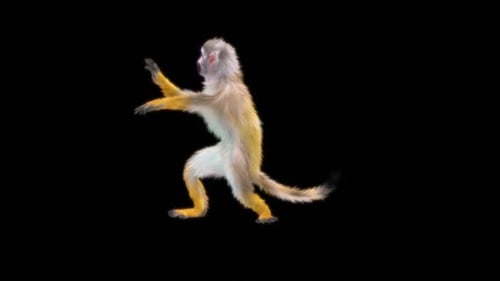 36 Monkey Dance HD
