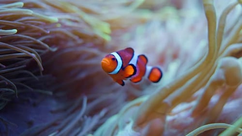 Scène sous-marine, un poisson-clown nageant dans un récif corallien anémone Ralenti