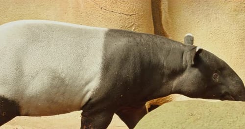 Malayan tapir
