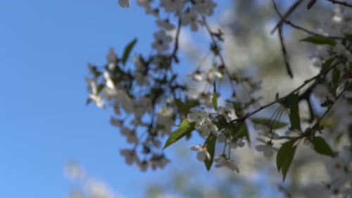 White Cherry Blossoms Sway in the Wind Spring Flowering Fruit Tree Floral Natural Background