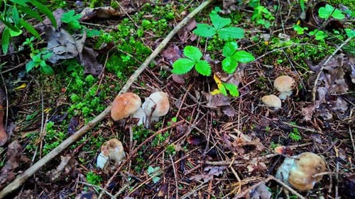 Forest Mushrooms Growing on Mossy Floor
