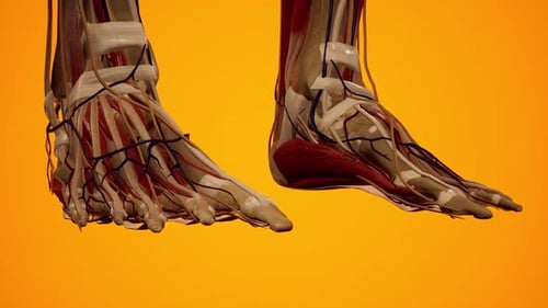 3D Human Foot Anatomy: Bones, Muscles, Vessels, Nerves