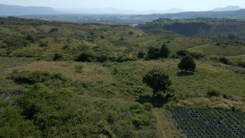 Agave Farm and Green Hills Aerial View