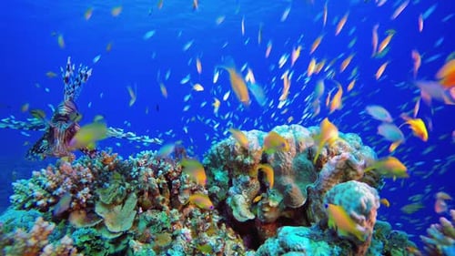 Coral Garden Seascape Lion Fish